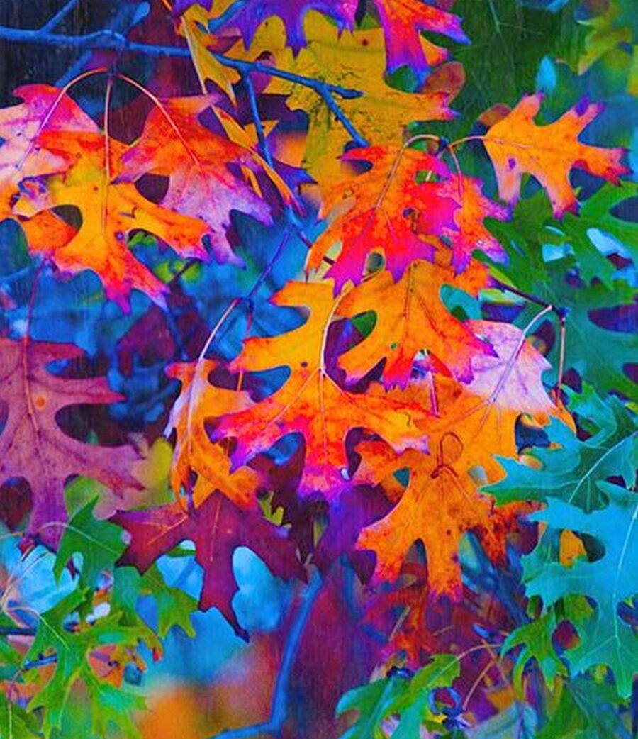 яркие осенние листья фото