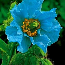 Пазл: Гималайский голубой мак