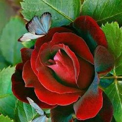 Пазл: Бабочка и роза