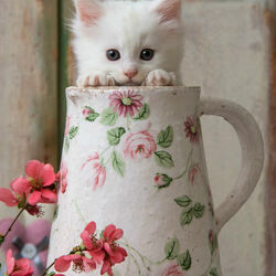 Пазл: Кружка для котенка