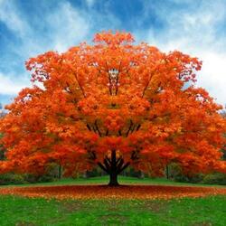 Пазл: Осенний праздничный наряд