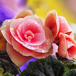 Пазл: Утром