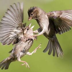 Пазл: Воробышки