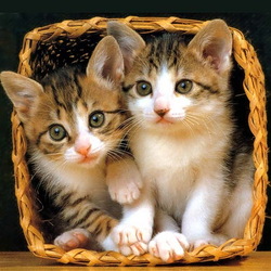 Пазл: Котята