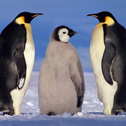 Пазл: Пингвины