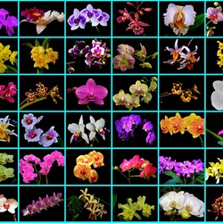 Пазл: Орхидеи