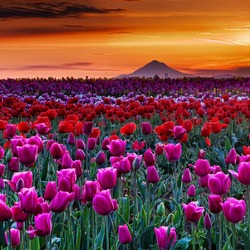 Пазл: Закат над тюльпанами   