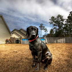 Пазл: Собака