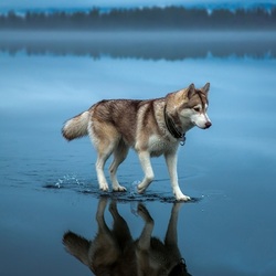 Пазл: Хаски