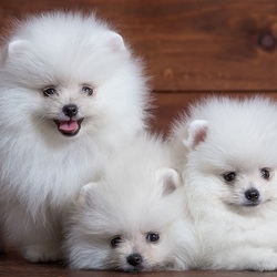 Пазл: Пушистые комочки