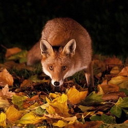 Пазл: Лисица