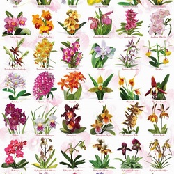 Пазл: Мир орхидей