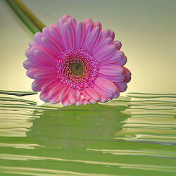 Пазл: Розовая гербера