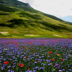 Пазл: Васильковое раздолье