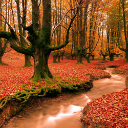 Пазл: Осень красна