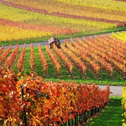 Пазл: Виноградники осенью