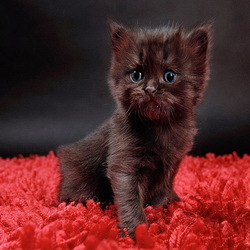 Пазл: Котенок