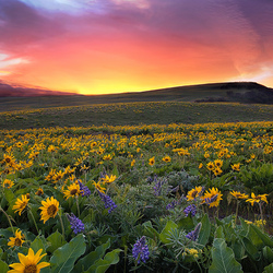 Пазл: Подсолнухи 
