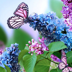 Пазл: Бабочки