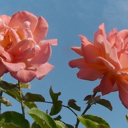 Пазл: Под небом голубым