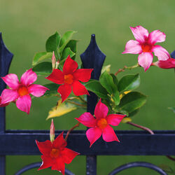 Пазл: Любопынтые