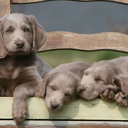 Пазл: Веймаранер (веймарская легавая)