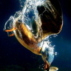 Пазл: Зимородок