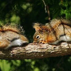 Пазл: Бельчата