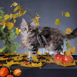 Пазл: Котонатюрморт