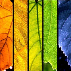 Пазл: Листья