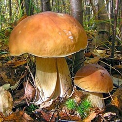 Пазл: Боровик