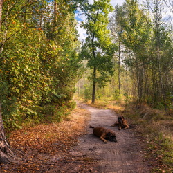 Пазл: Красота природы