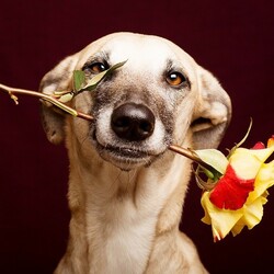 Пазл: Поздравление