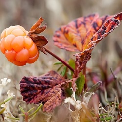 Пазл: Морошка