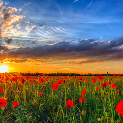 Пазл: Маковое поле    