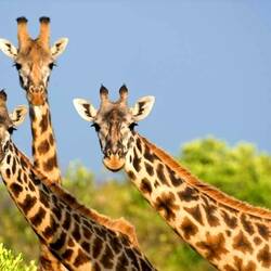 Пазл: Жирафики