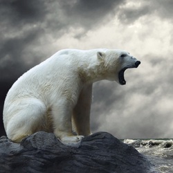 Пазл: Белый медведь