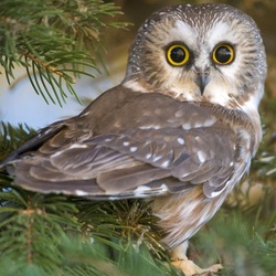 Пазл: Выразительный взгляд