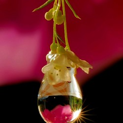 Пазл: Капля в цветах