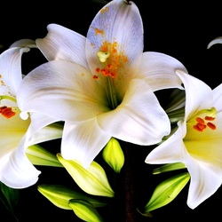 Пазл: Белые лилии
