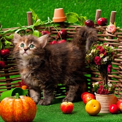 Пазл: Сибирский котёнок