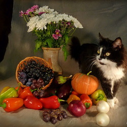 Пазл: Котонатюрморт