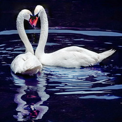 Пазл: Лебеди