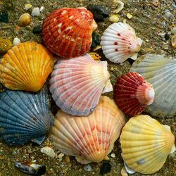 Пазл: Ракушки