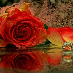 Пазл: Отражения