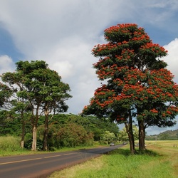 Пазл: Африканское тюльпанное дерево