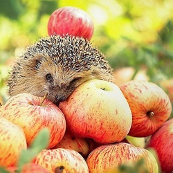 Пазл: Добытчик