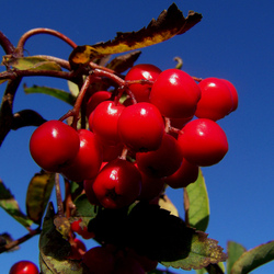 Пазл: Рябина