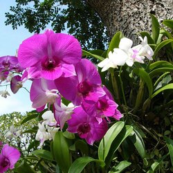 Пазл: Цветы