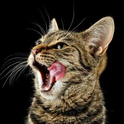 Пазл: Кошка